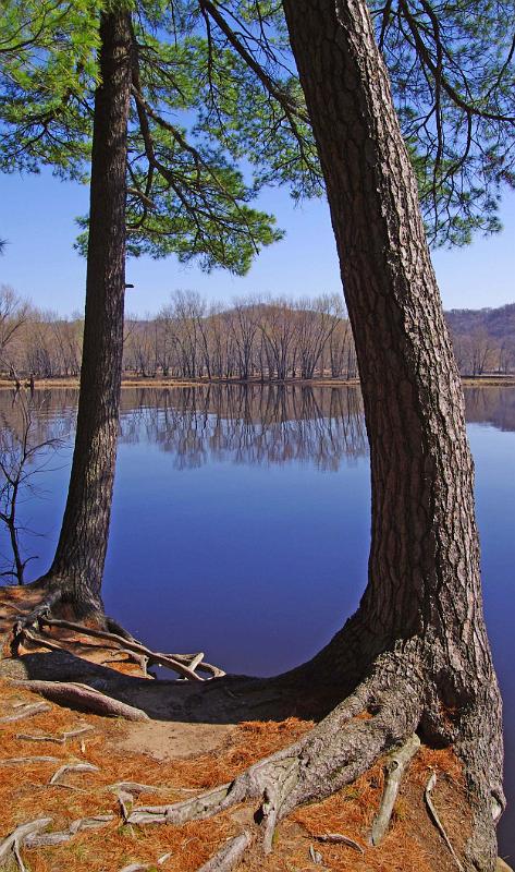 Pines WOBr 01.jpg